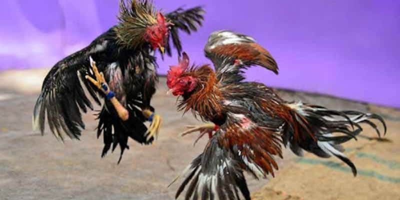 Tổng hợp các loại cược phổ biến trong đá gà cựa sắt